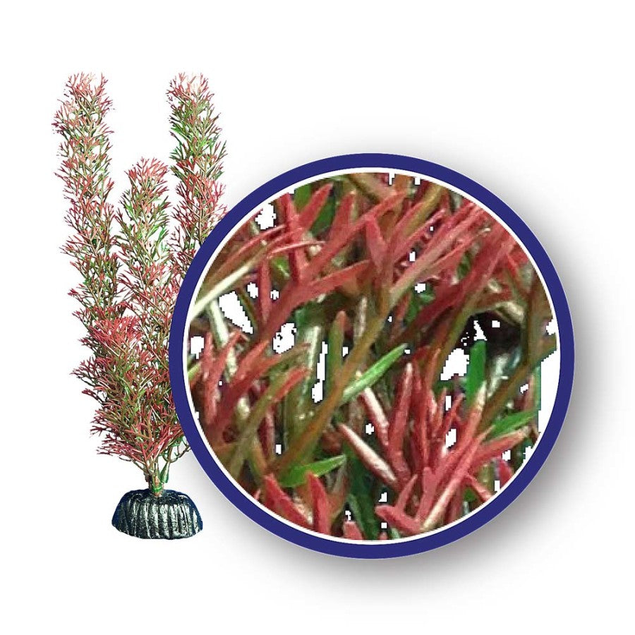 Weco Freshwater Series Foxtail Aquarium Plant Red – KensFish.com