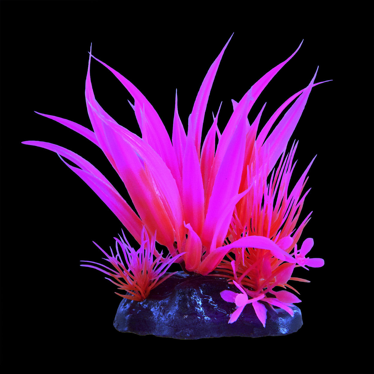 Underwater Treasures Glow Star Plant Pink – KensFish.com