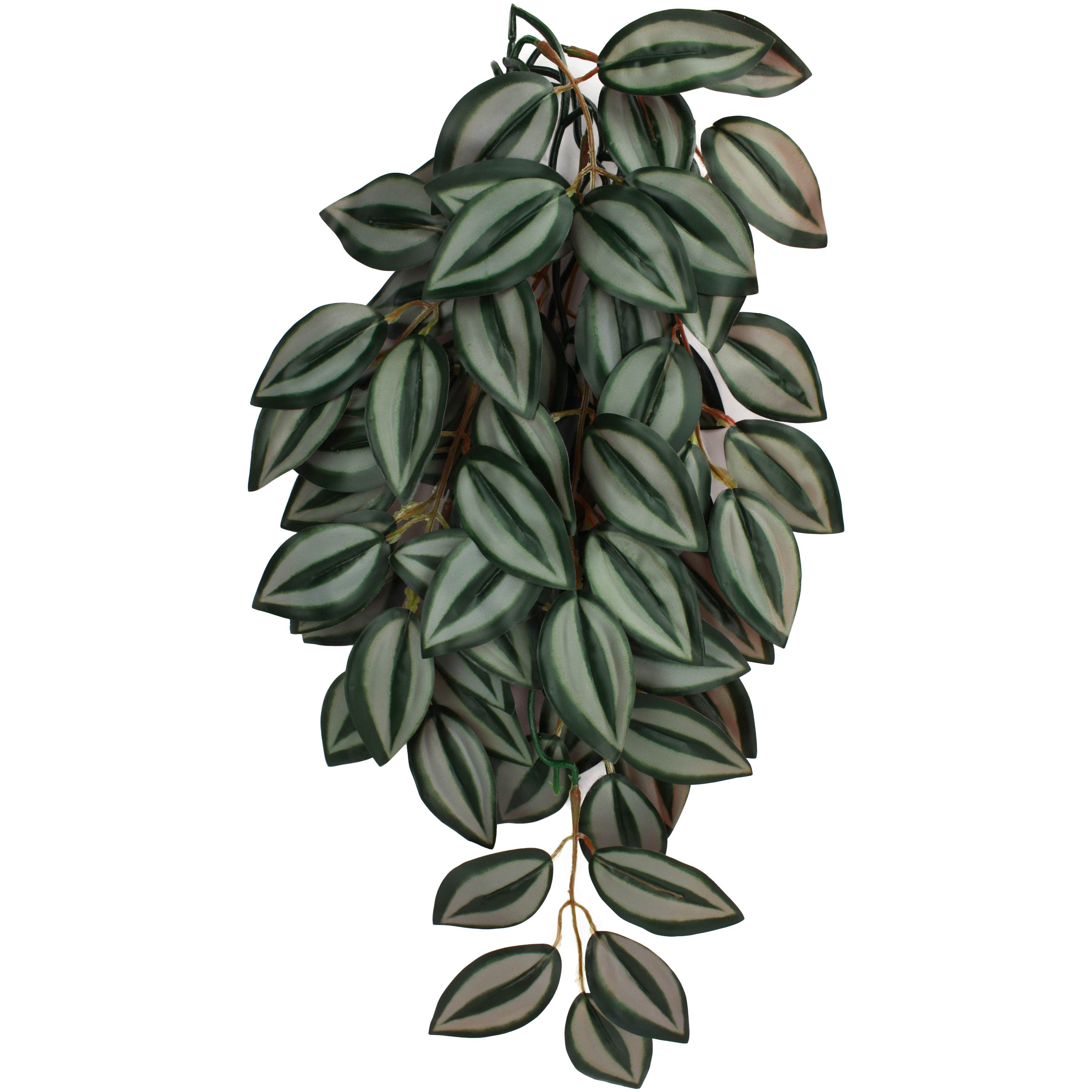 はんそで プレジデントジャパン 55cmガラモン Komodo Zebrina Climbing Plant – KensFish.com