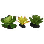 komodo-yellow-green-succulent-plant-3-pack