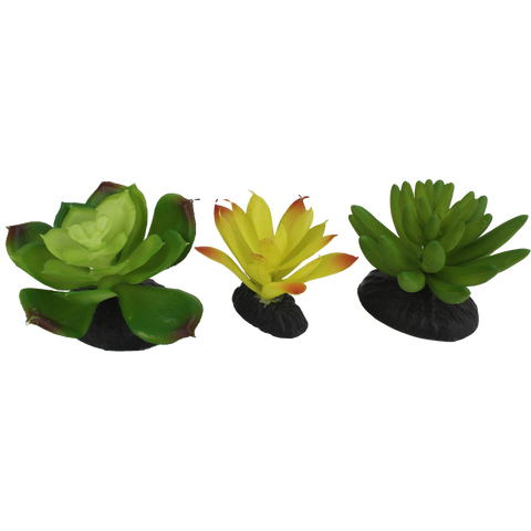 komodo-yellow-green-succulent-plant-3-pack