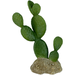 komodo-prickly-pear-cactus