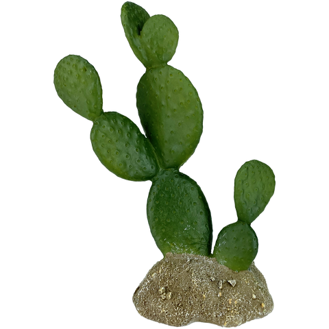 komodo-prickly-pear-cactus