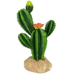 komodo-flower-cactus