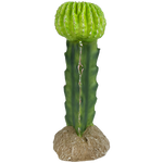 komodo-moon-cactus