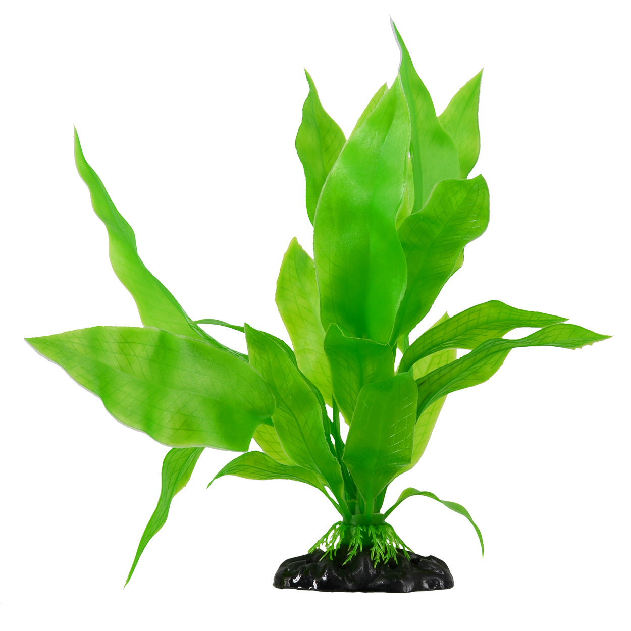 Underwater Treasures Amazon Sword Plant Large – KensFish.com