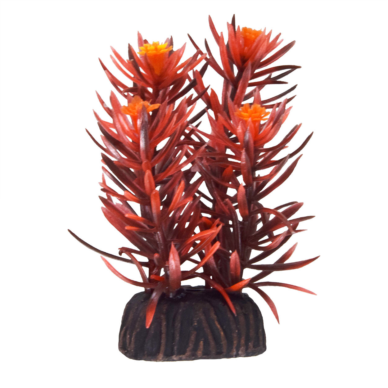 Underwater Treasures Rotala Indica