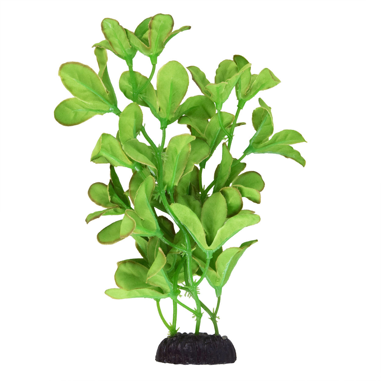 aquarium pot plants Underwater Treasures Bacopa Monnieri Silk Plant – KensFish.com