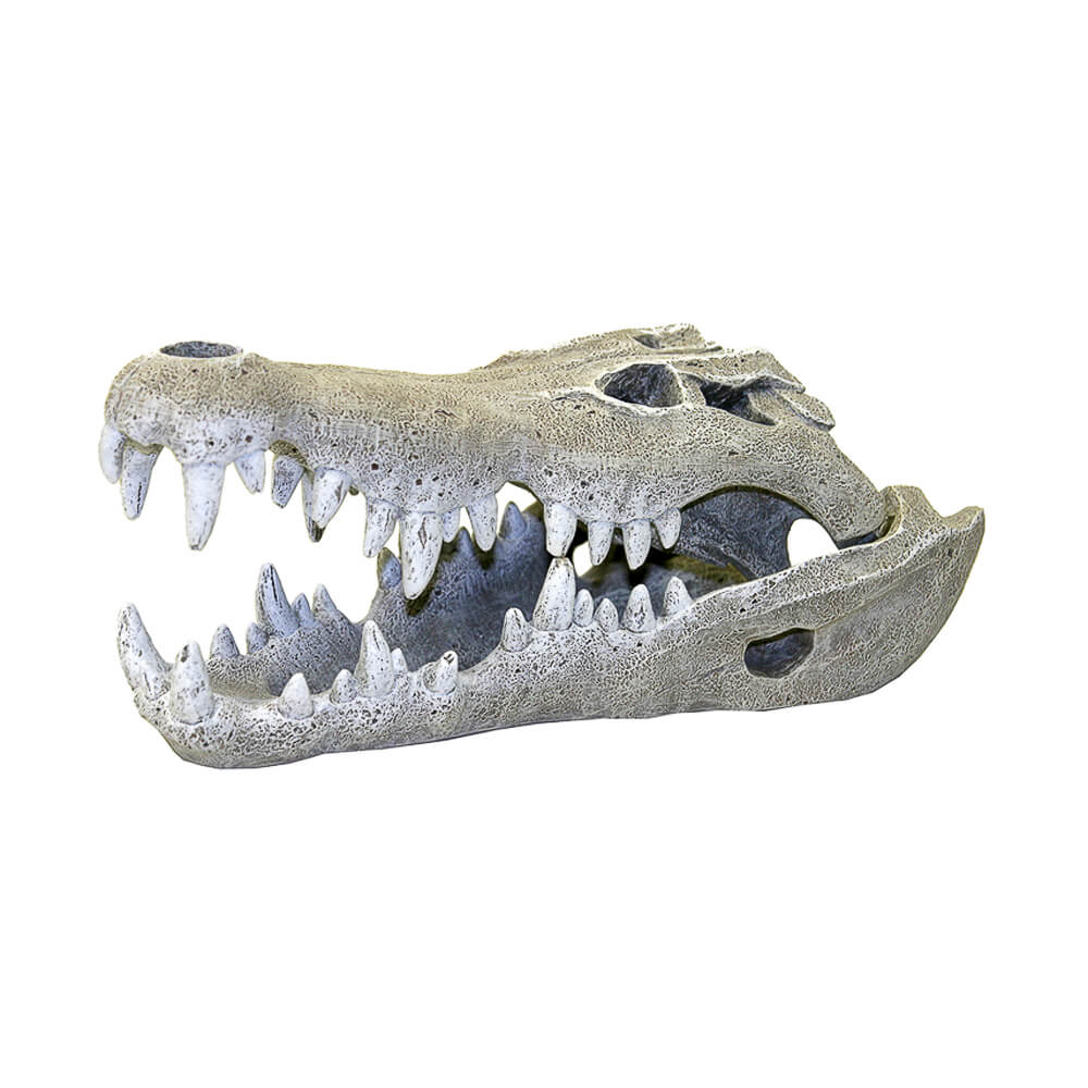Blue Ribbon Nile Crocodile Skull Small – KensFish.com