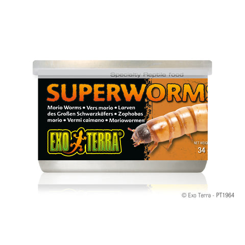 exo-terra-superworms-1-1-oz