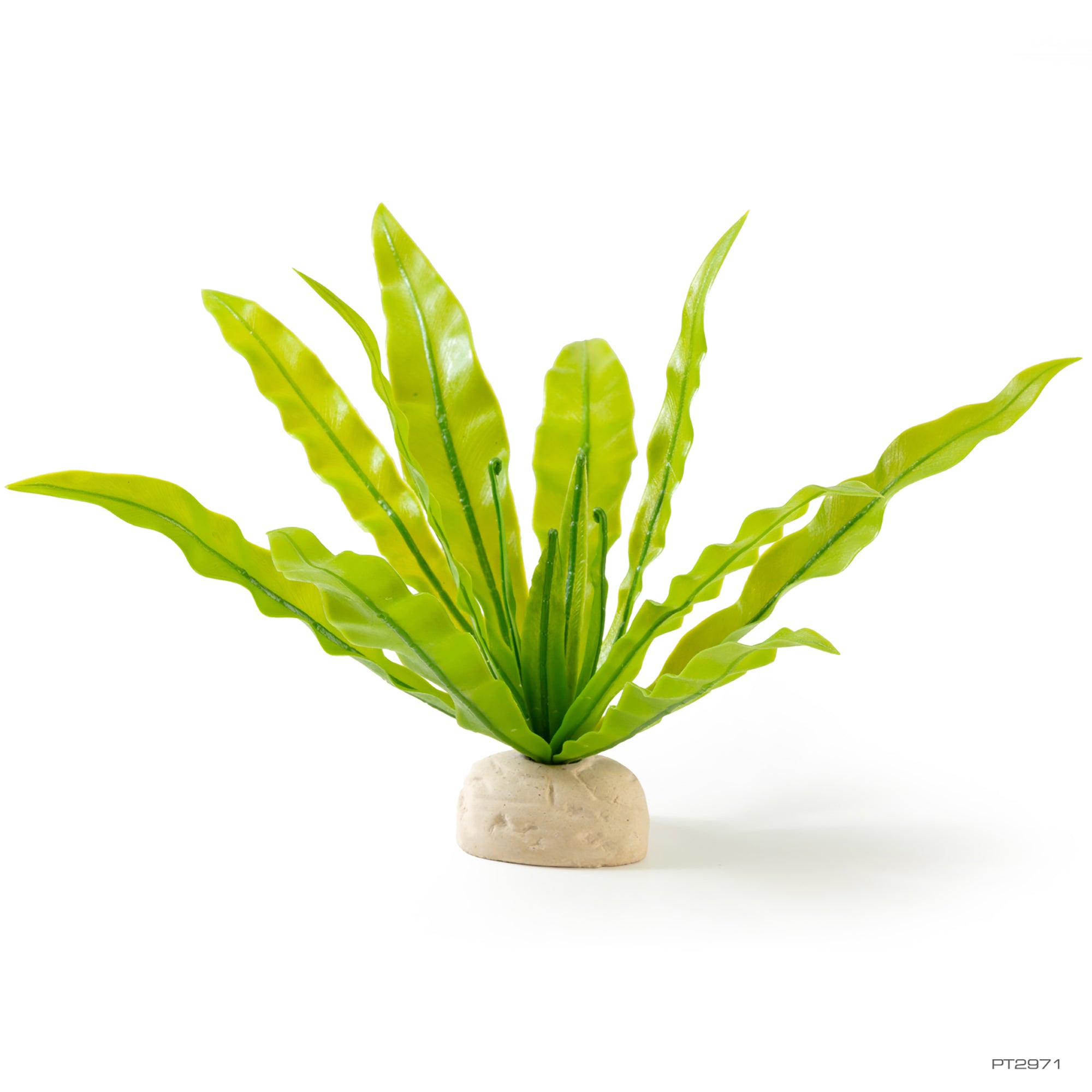 Exo Terra Bird's Nest Fern Plant – KensFish.com
