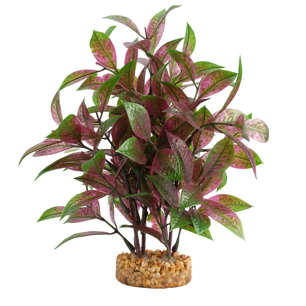 Fluval Broad Leaf Red Ludwigia Plant 8 Inch – KensFish.com