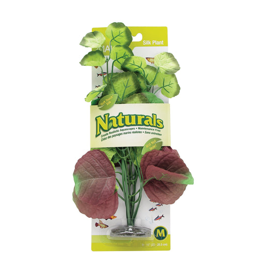 marina-naturals-pennywort-silk-plant-medium