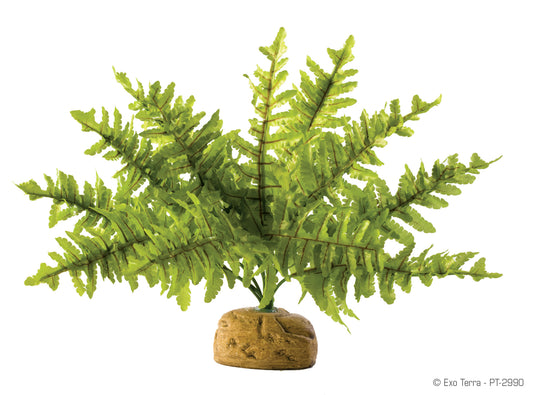 exo-terra-boston-fern-small