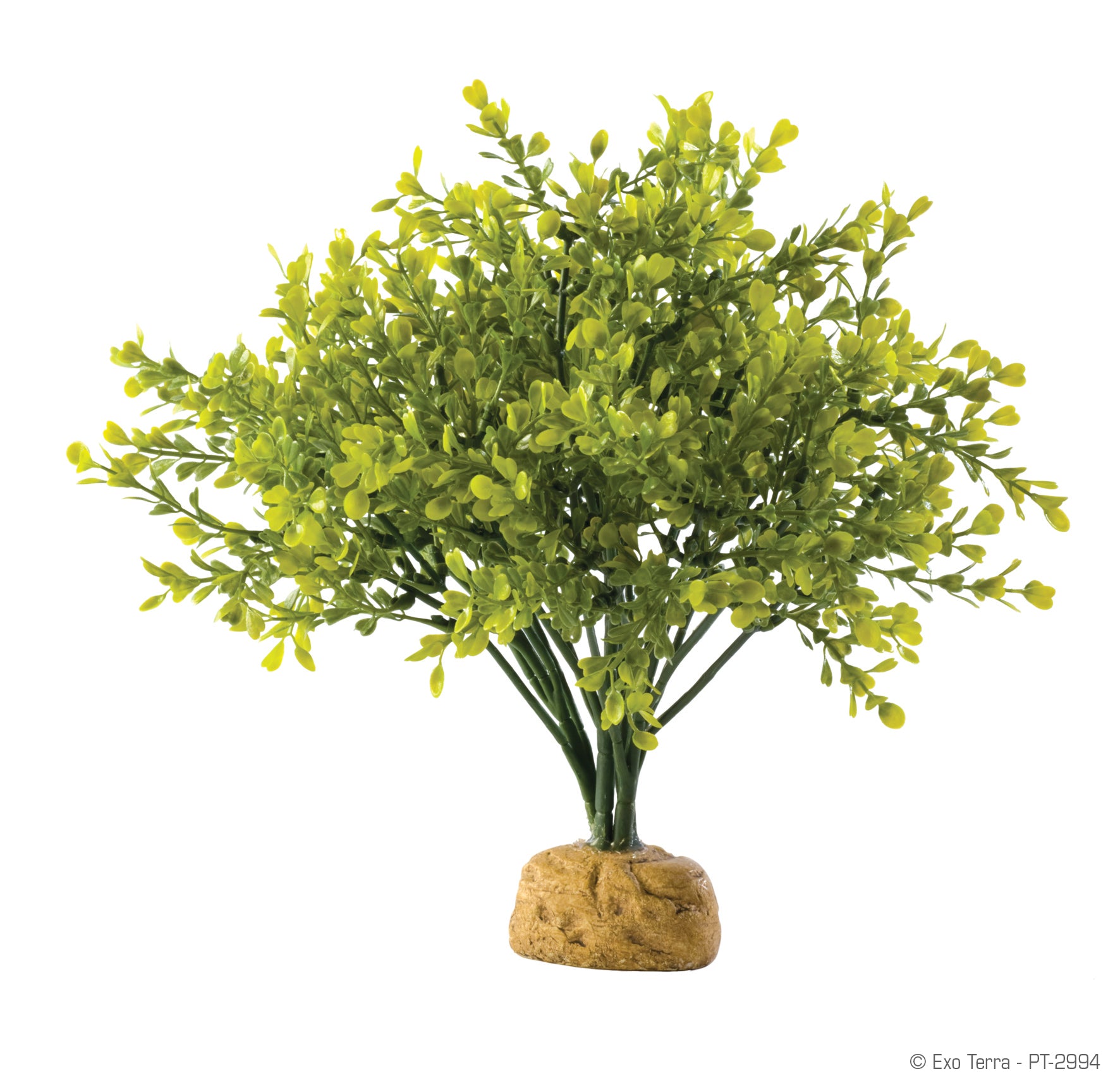 boxwood house plant Exo Terra Boxwood Bush Plant – KensFish.com