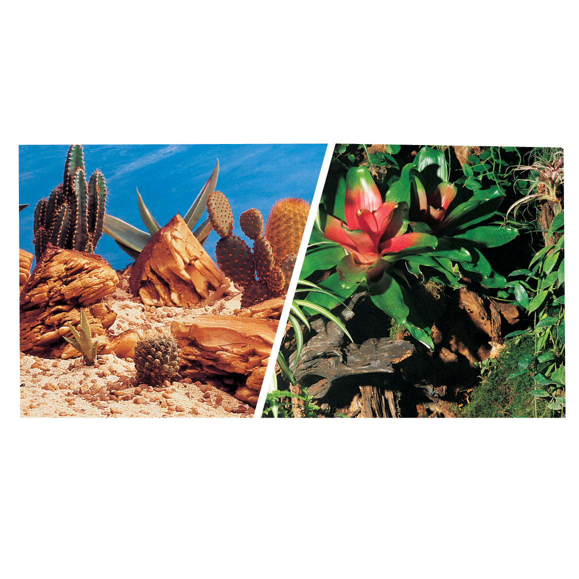 marina-bromeliad-background