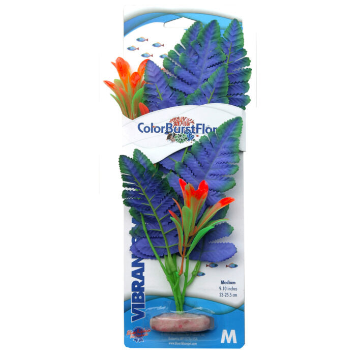 Blue Ribbon Colorburst Plants