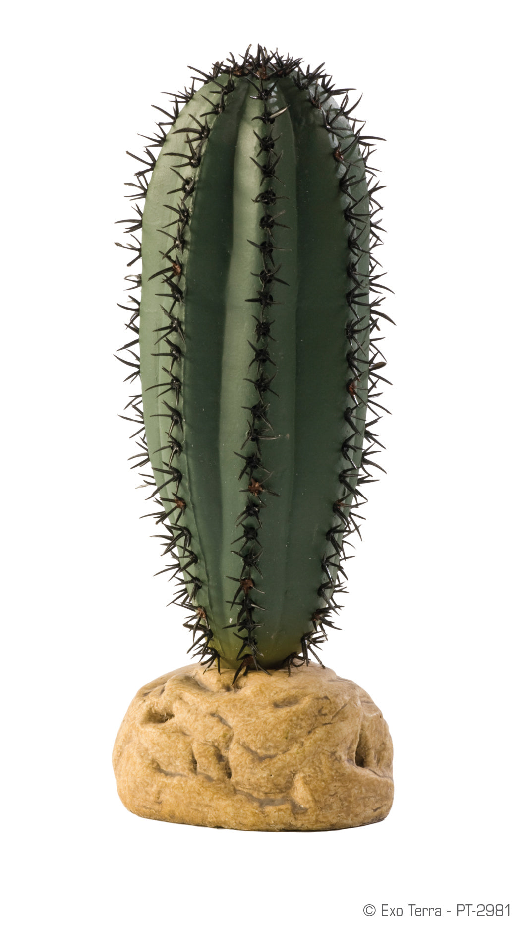 Reptile Plants