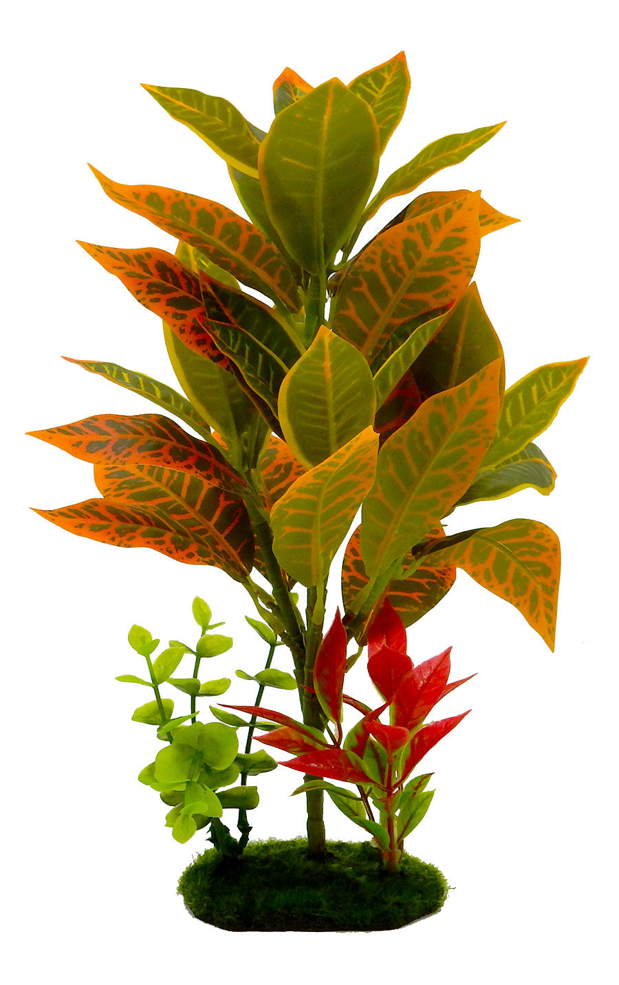Blue Ribbon Reptile Plants