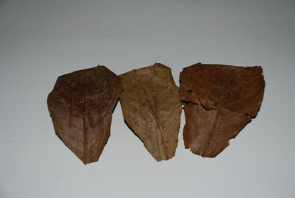 catapa-leaves