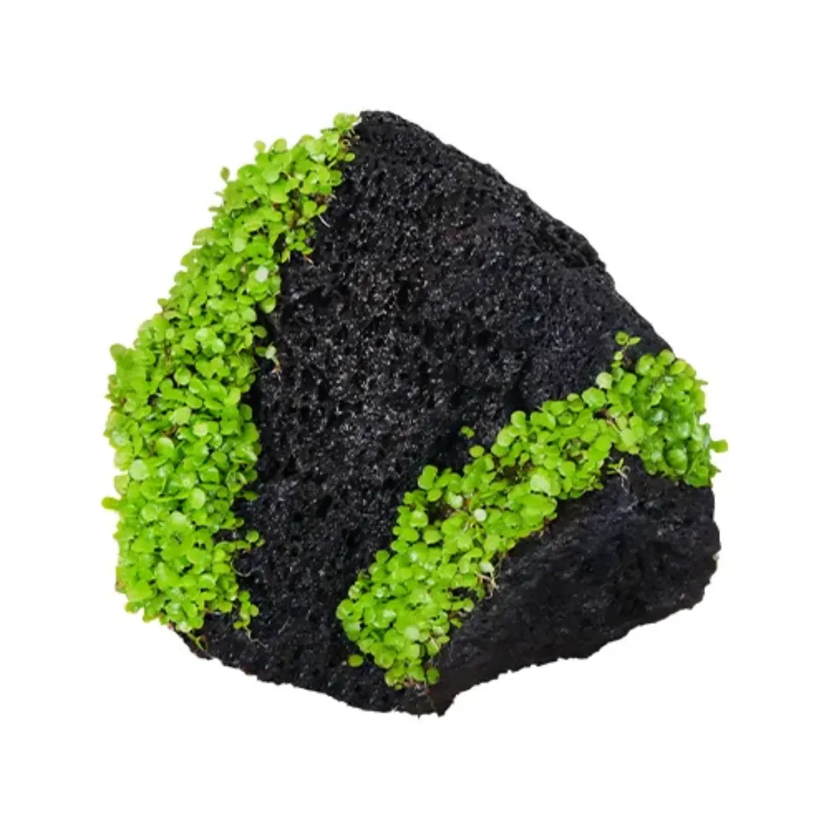 aqua-flora-naturals-lava-rock-pre-seeded-natural-aquascaping-decor