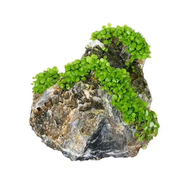 aqua-flora-naturals-seiryu-stone-pre-seeded-natural-aquascaping-decor