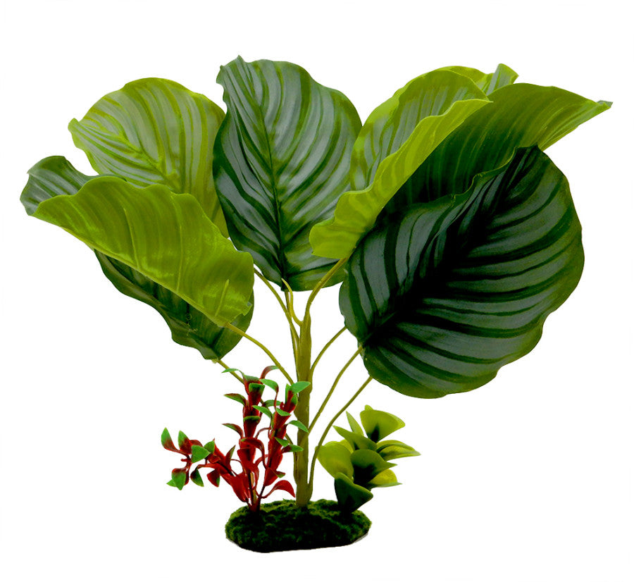 blue-ribbon-pet-tropical-gardens-variegated-calathea-plant