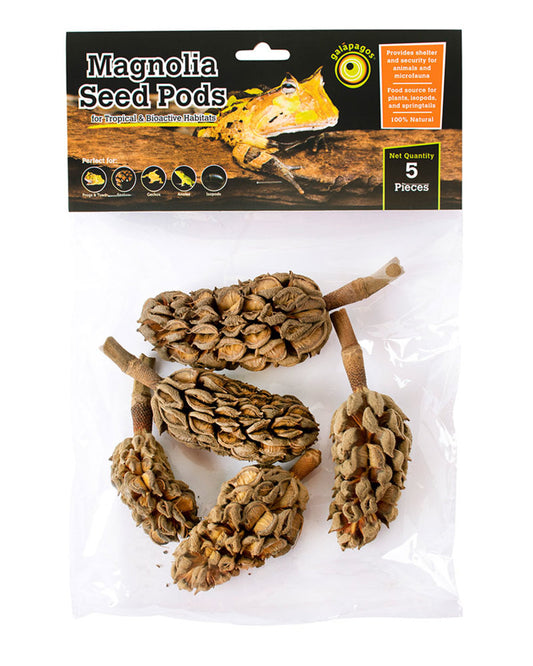 Galapagos Natural Magnolia Seed Pods (5 in Pack)