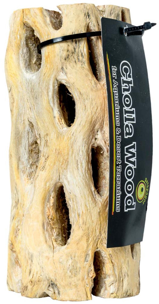 galapagos-cactus-skeleton-cholla-wood-12-inch