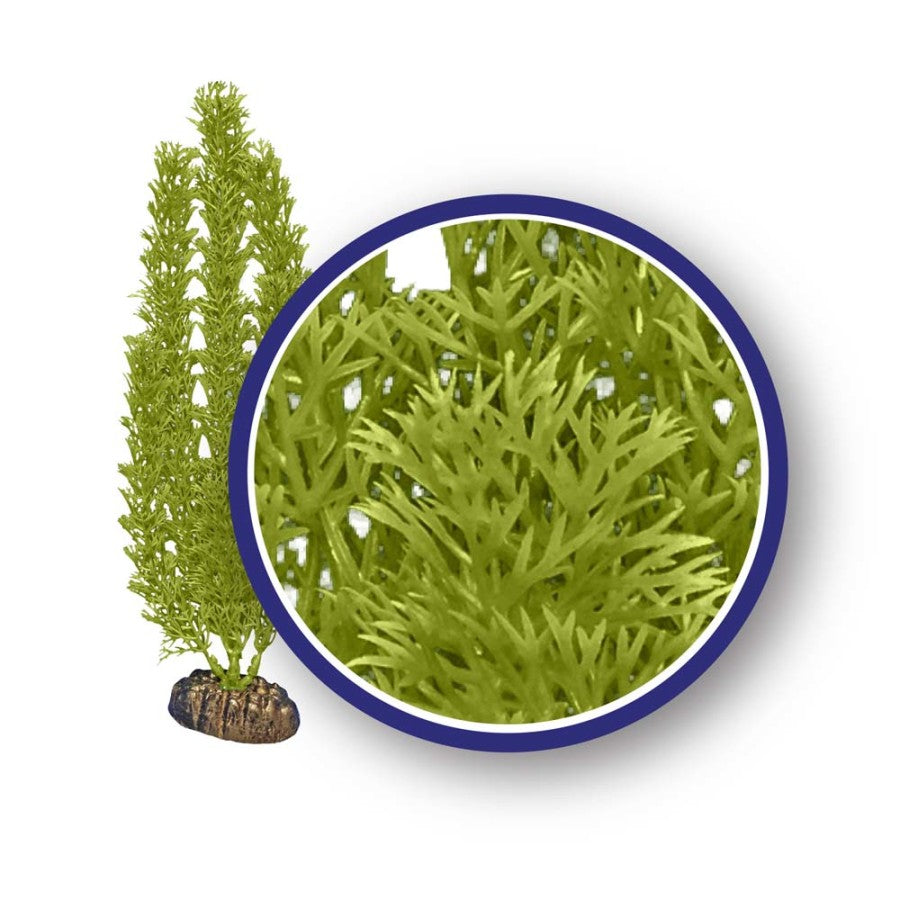 weco-freshwater-series-foxtail-aquaium-plant-green