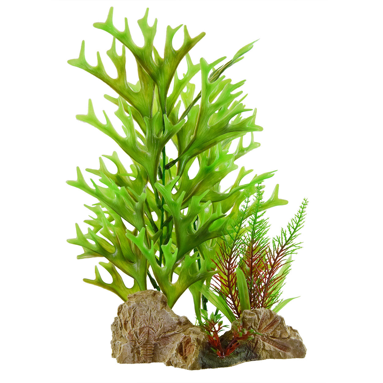 underwater-treasures-caulerpa-on-rock