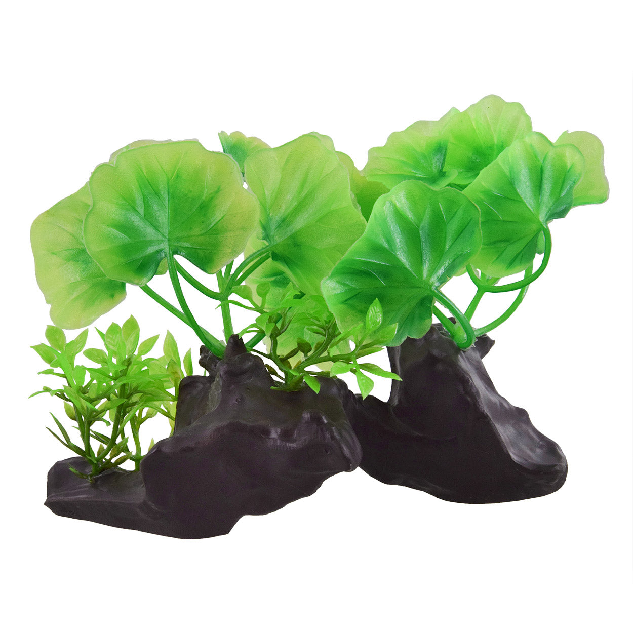 underwater-treasures-crinkle-leaf-plant