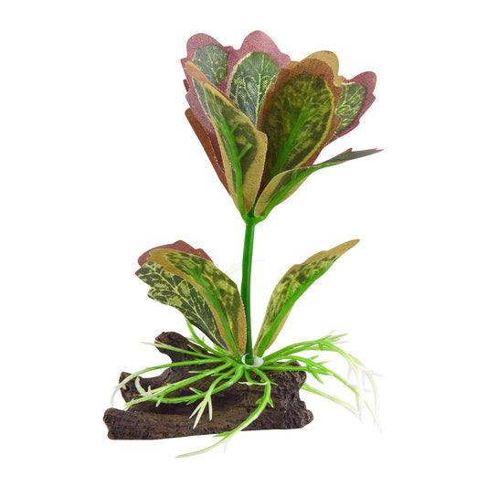 underwater-treasures-kalanchoe-flapjack-silk-plant