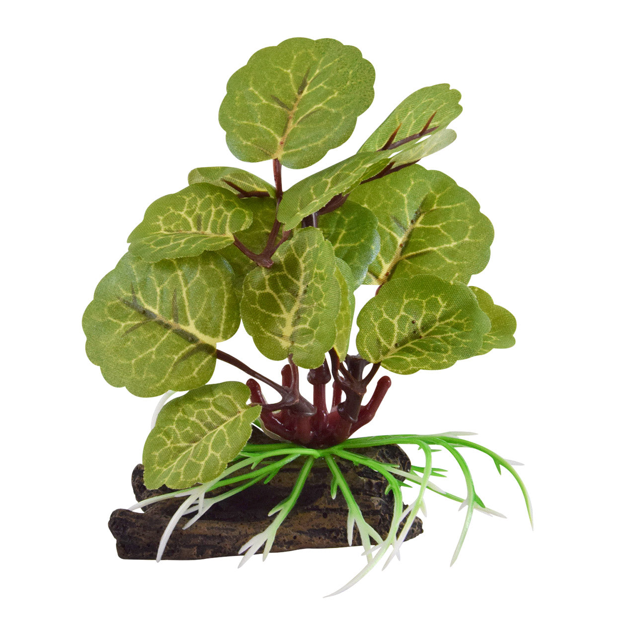 underwater-treasures-varigated-flapjack-silk-plant