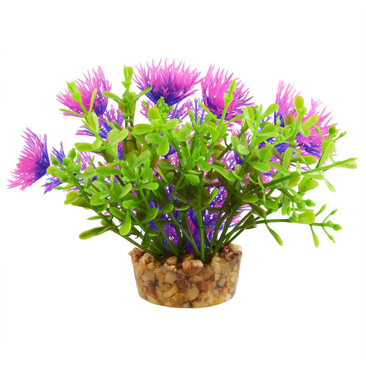 Underwater Treasures Bacomba Plant Purple 4 inch