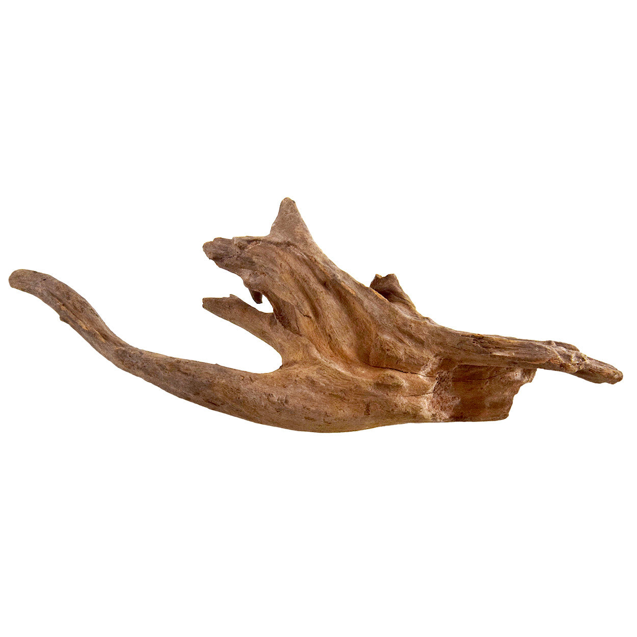 underwater-treasures-kapas-root-medium