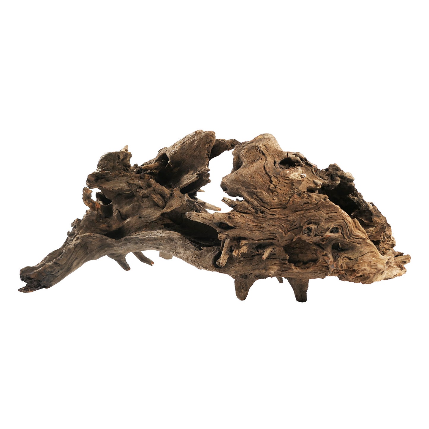 underwater-treasures-kapas-root-large