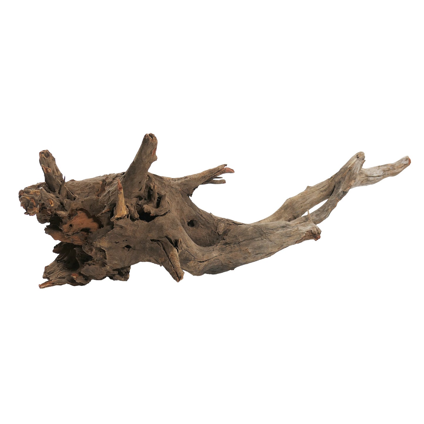 underwater-treasures-kapas-root-xlarge