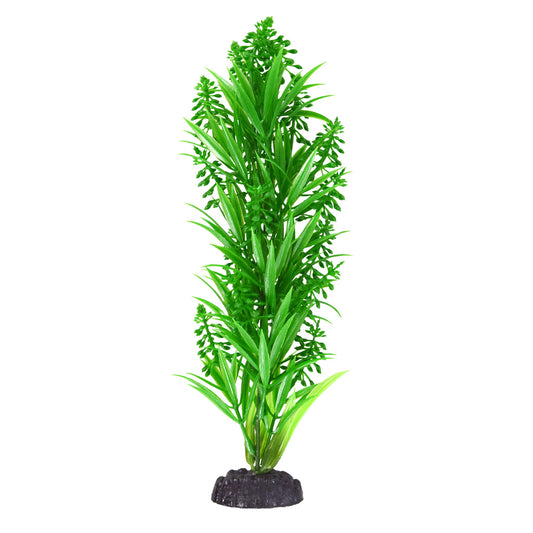 underwater-tresures-green-tipped-kelp-plant