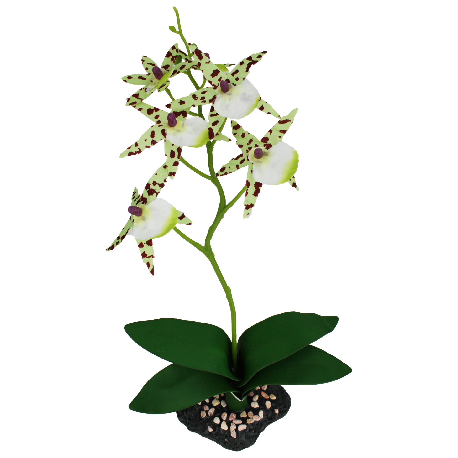 spider orchid plant Komodo Spider Orchid Plant w/Gravel – KensFish.com