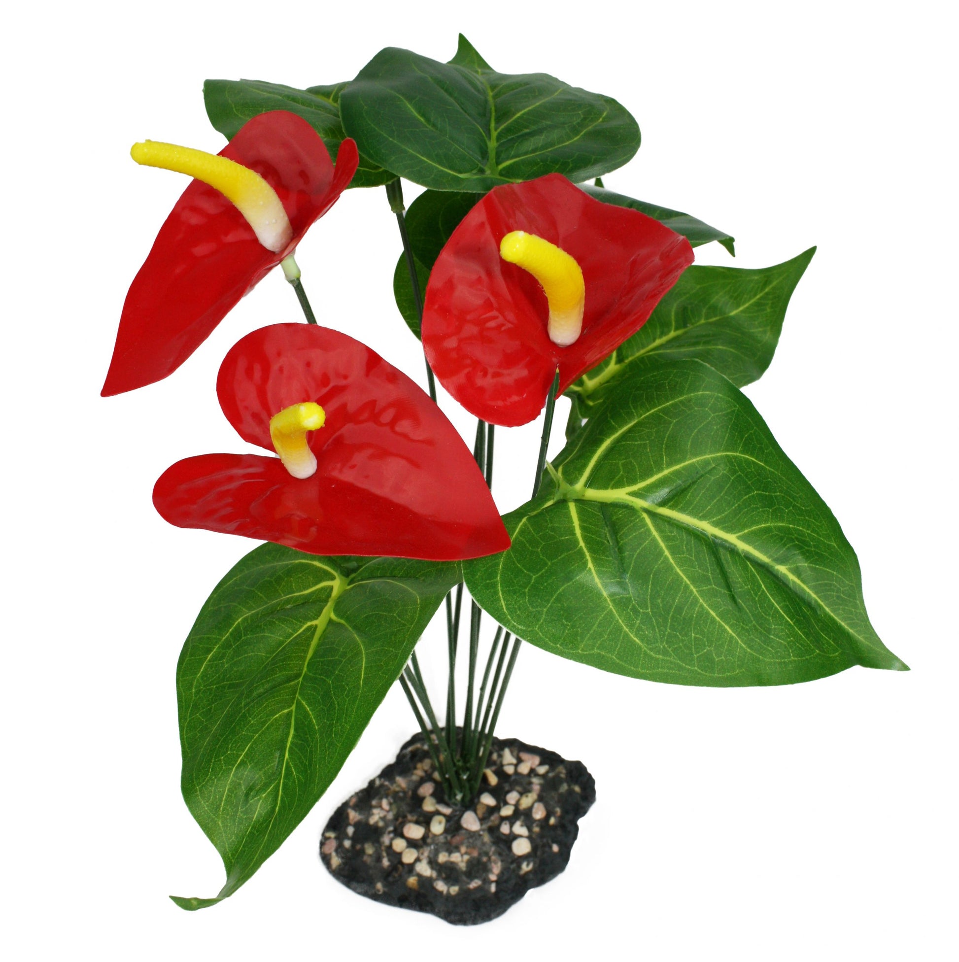 komodo-anthurium-bush-gravel-base