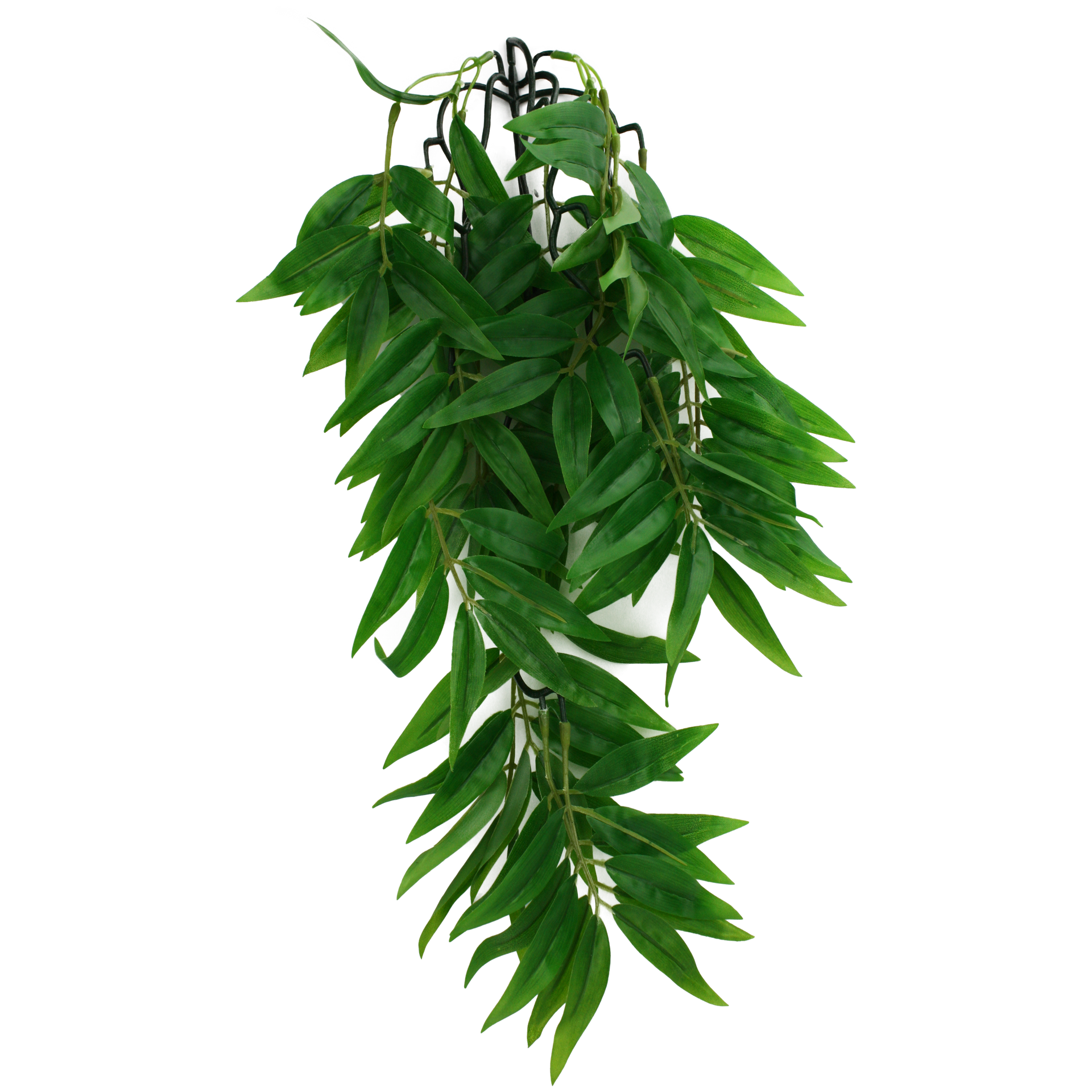 hanging bamboo plant Komodo Climbing Bamboo Plant – KensFish.com