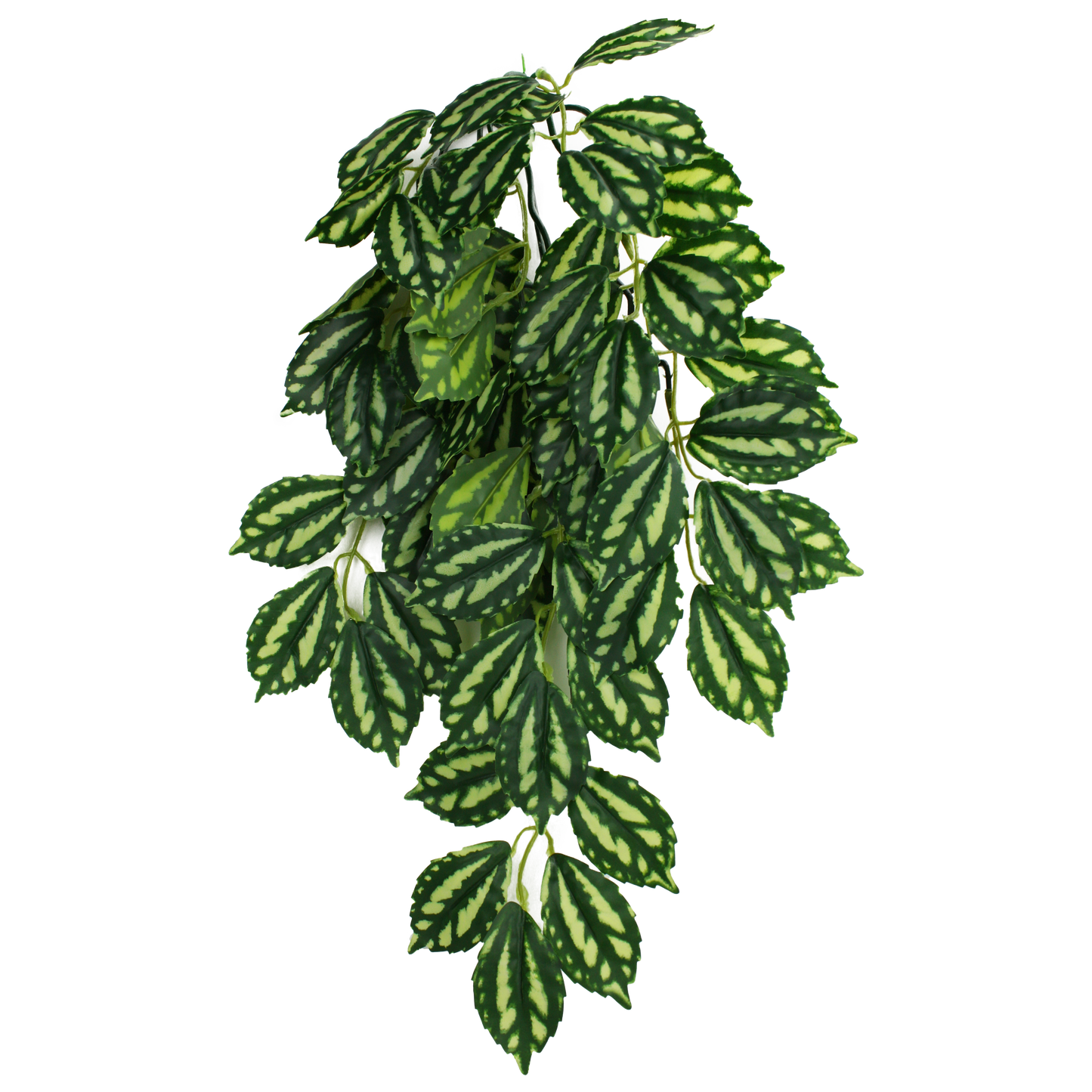 komodo philodendron Komodo Two Tone Climbing Plant – KensFish.com