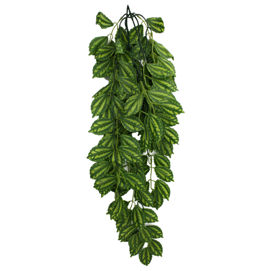 komodo-two-tone-climbing-plant-24-inch