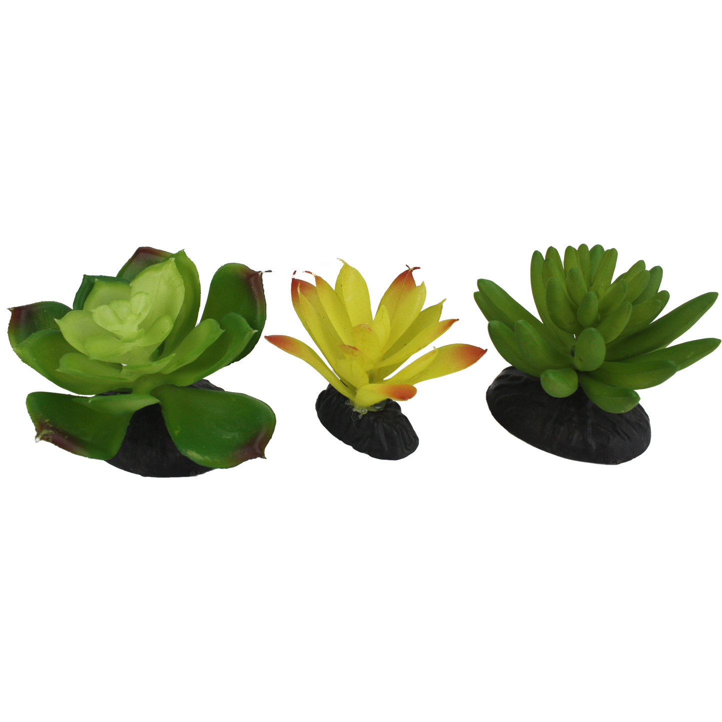 succulent 3 pack Komodo Yellow Green Succulent Plant 3 Pack – KensFish.com