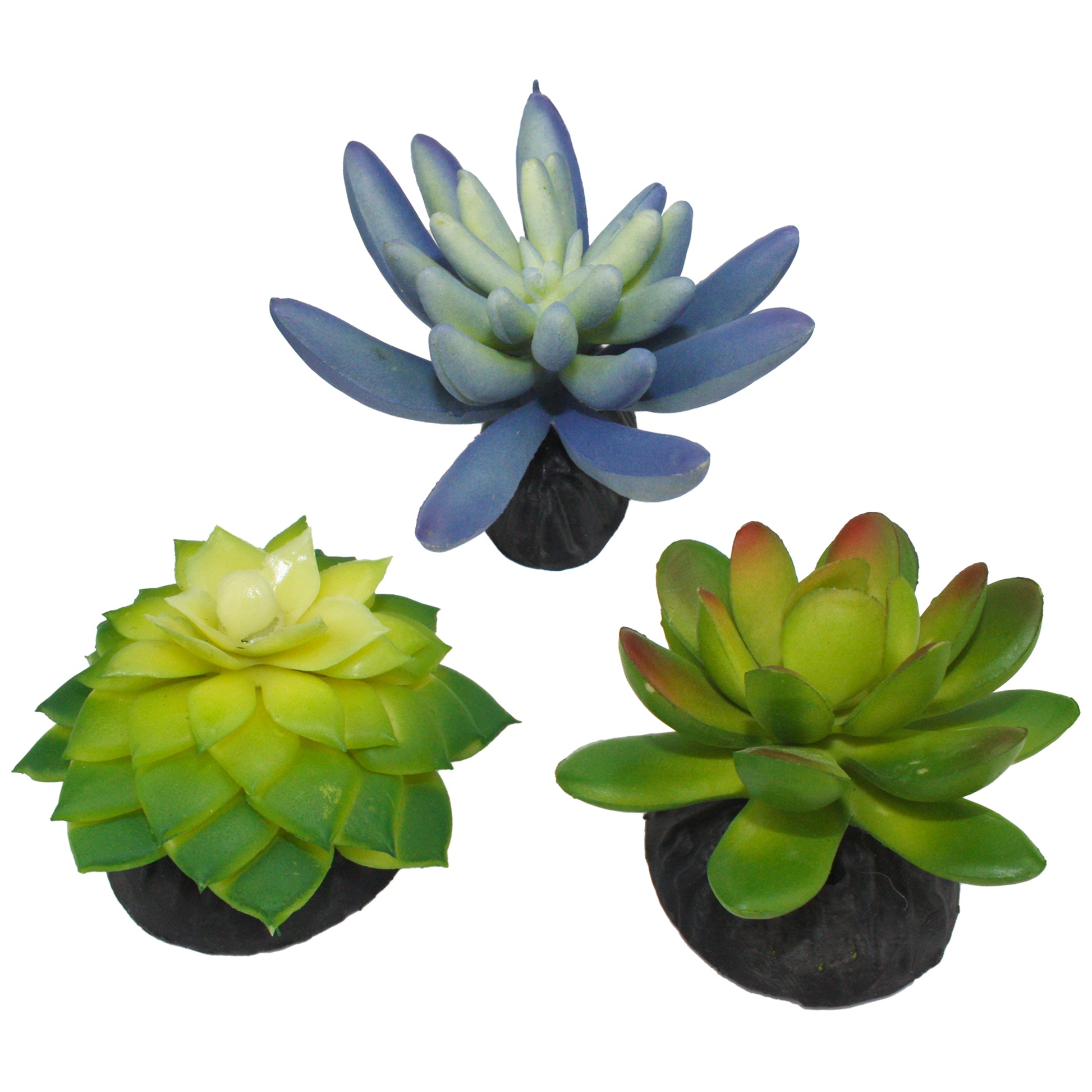 blue green succulents Komodo Succulent Plant 3 pack Blue/Green – KensFish.com