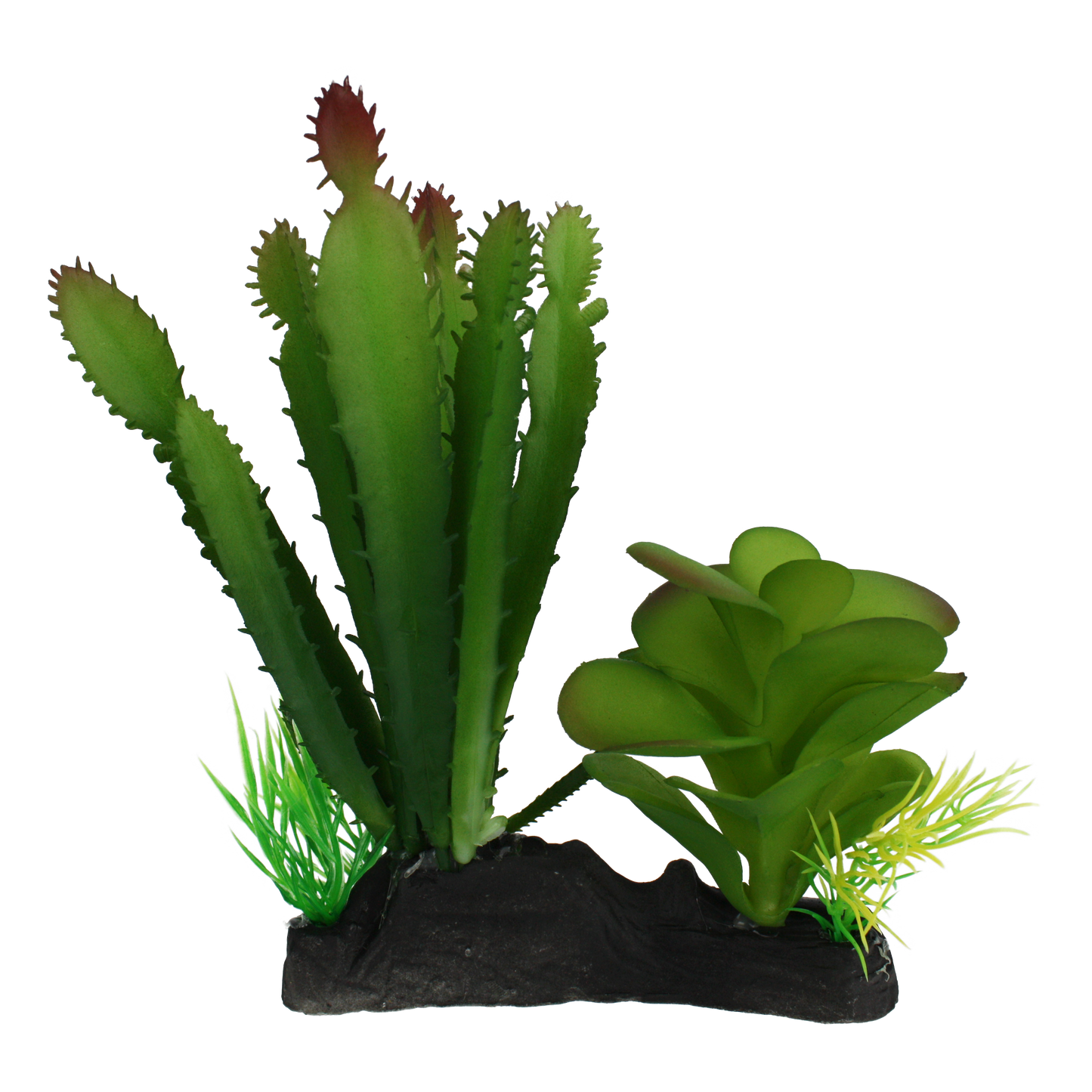 fish succulent plant Komodo Cactus and Succulent Plant – KensFish.com