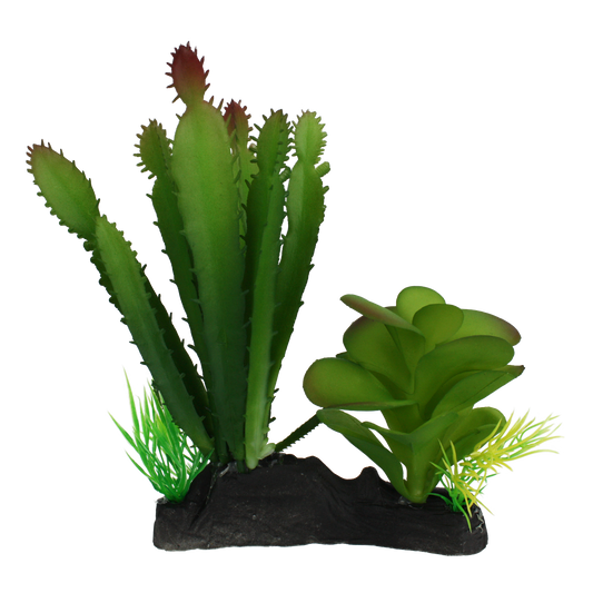 komodo-cactus-succulent-plant