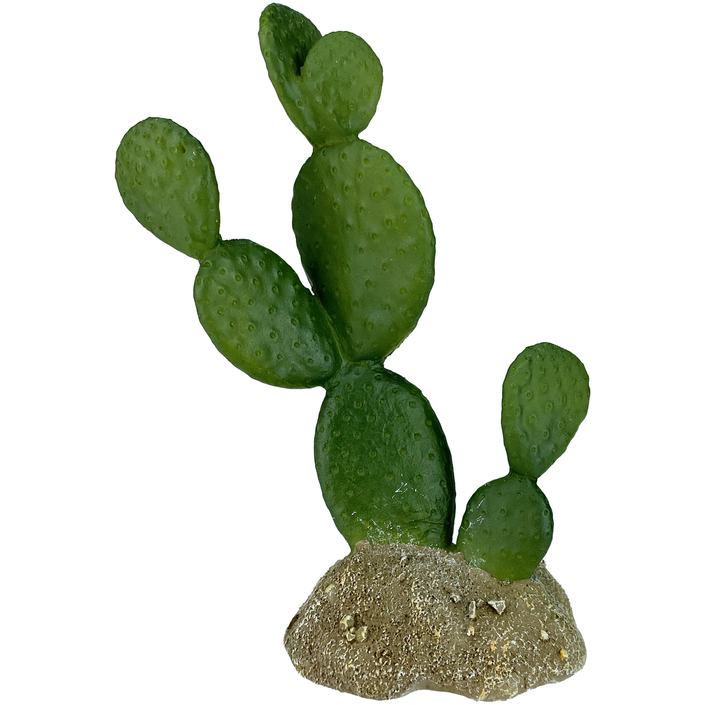 komodo-prickly-pear-cactus