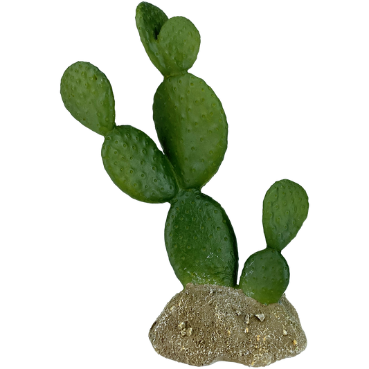 komodo-prickly-pear-cactus